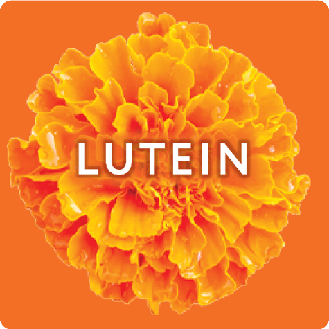 Plant Extract Lutein
