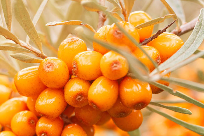 Sea Buckthorn Fruit